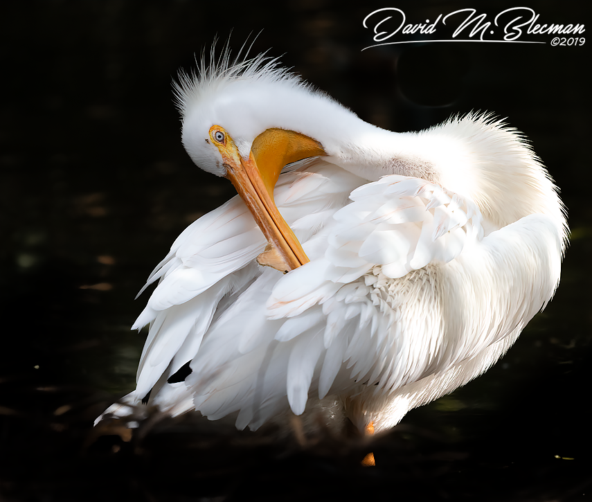 American White Pelican Photo By David M. Blecman