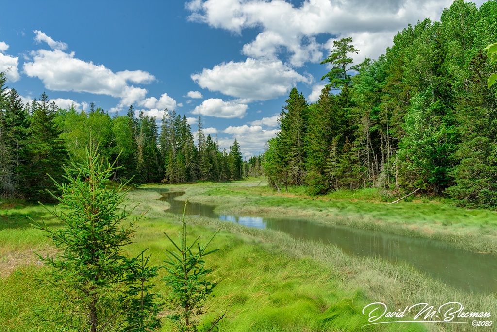 A small creek carving through a forest of pine trees