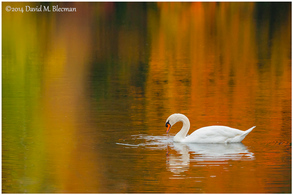 A Mute Swan swims as the reflections of the autumn leaves shimmer on the water 