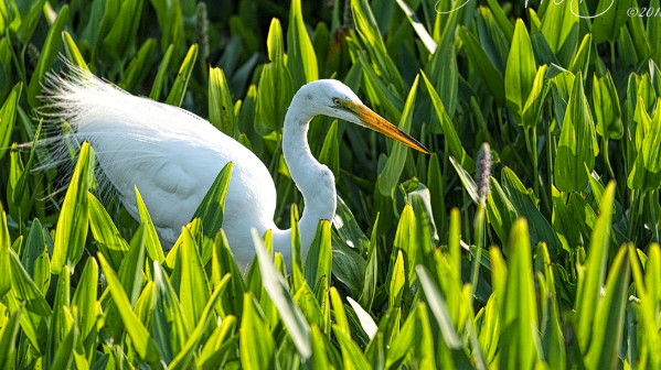 Great Egret