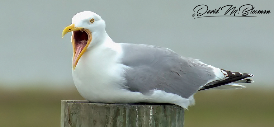 Seagull With It's Mouth Open